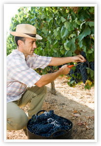 Wine maker harvesting grapes