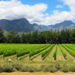 The Cape of South Africa: The Planet’s Hottest Wine Destination