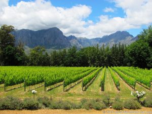 South African Vineyard